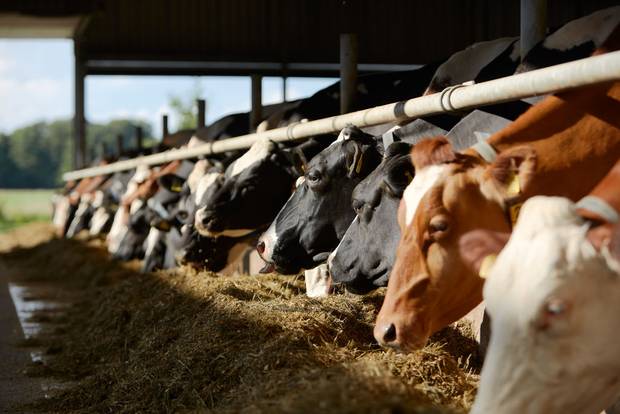 Line of dairy cows