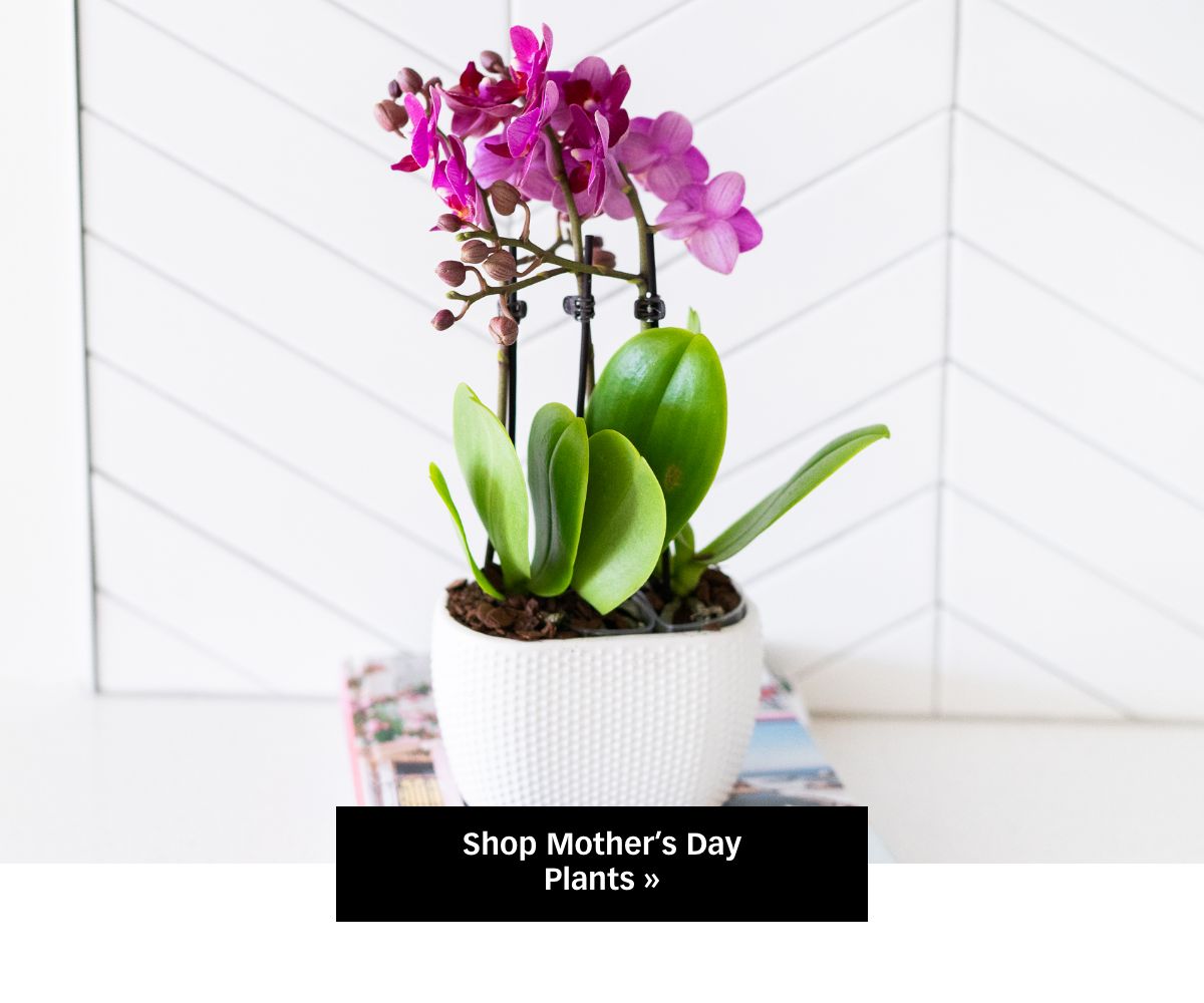 Shop Mother's Day Plants »