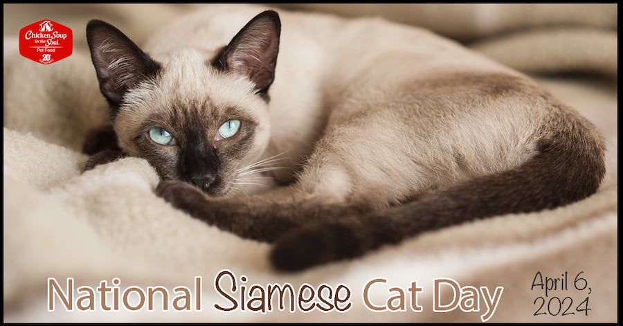 black, white and grey Siamese cat lying on blanket