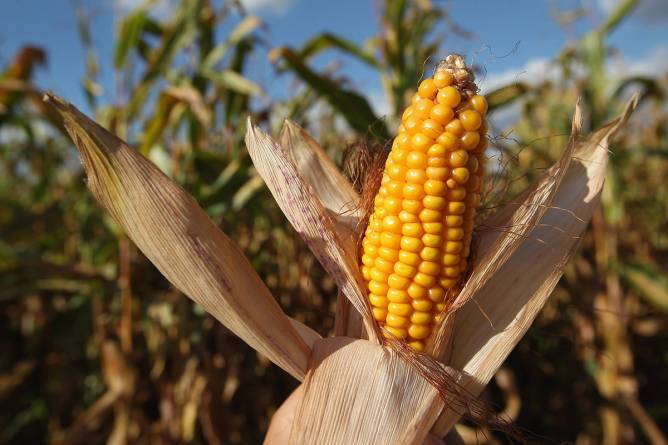 Corn in field.