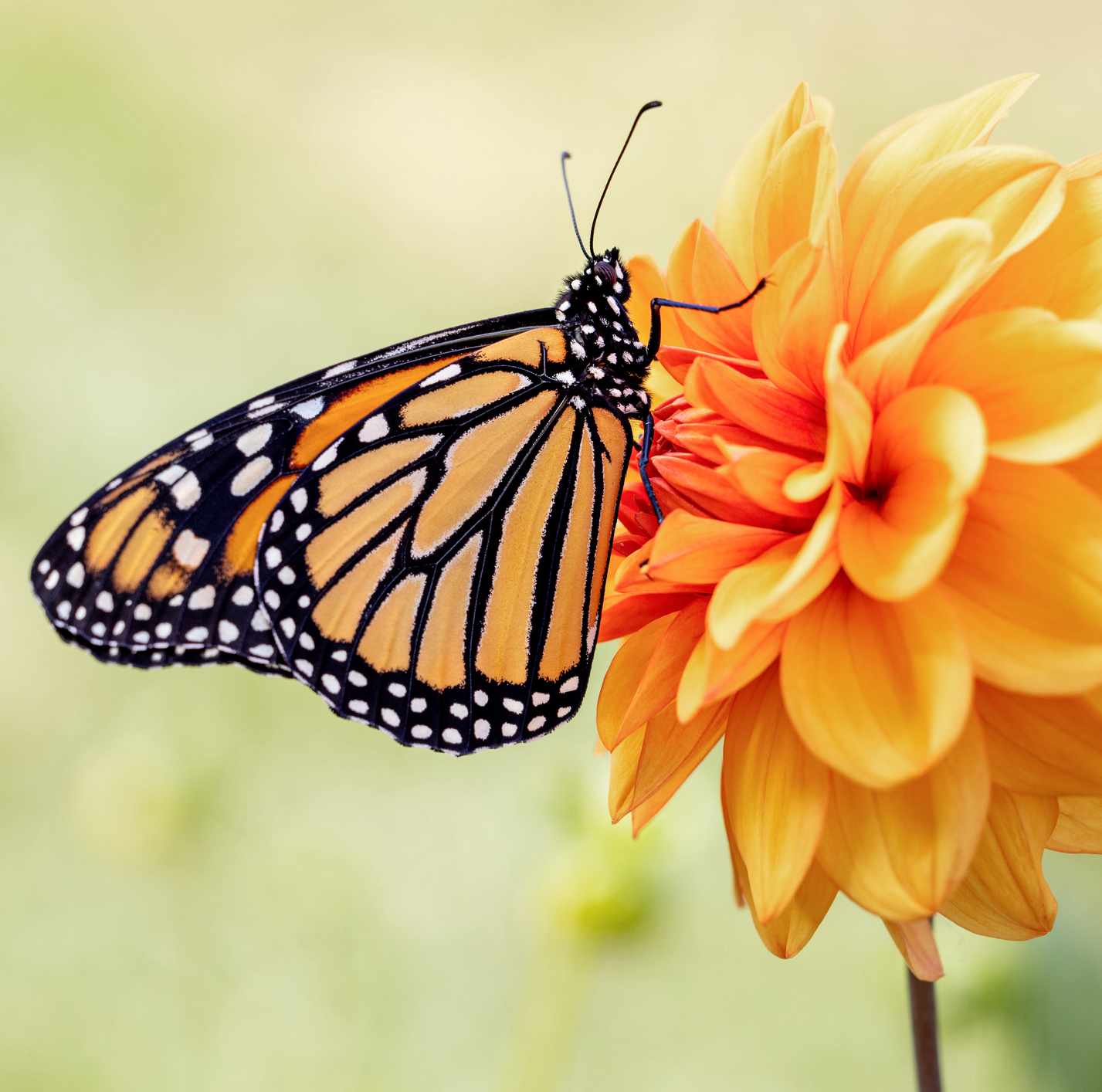 Here's What It Means Every Time You See a Butterfly Out in the Wild