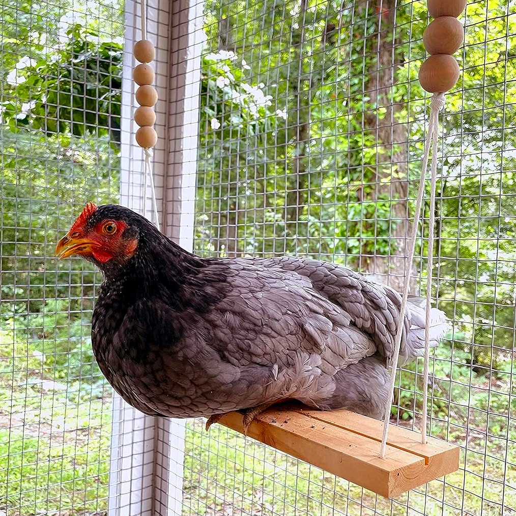 Entertain Your Flock with These Fun Chicken Toys