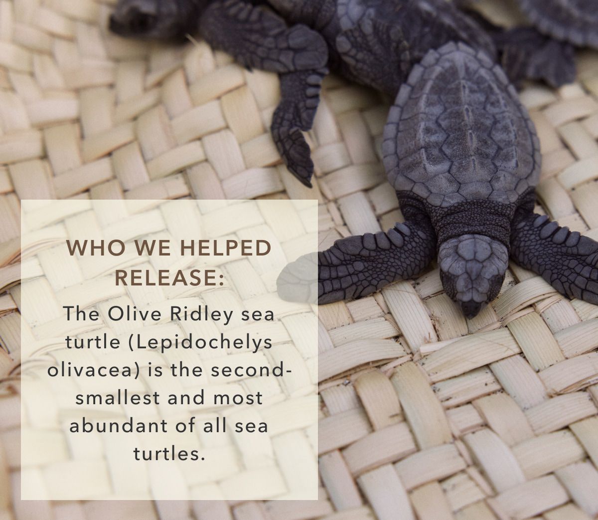 Who We Helped Release: The Olive Ridley sea turtle (Lepidochelys olivacea) is the second-smallest and most abundant of all sea turtes.