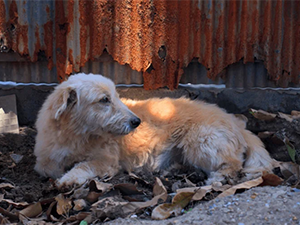 Scruffy looking dog laying in dirt and leaves