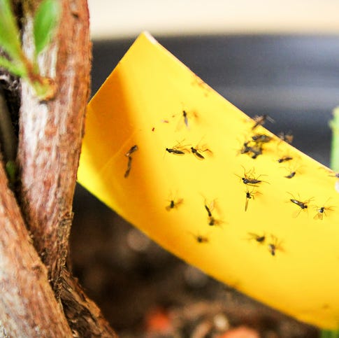 How to Get Rid of Gnats in Your Home and Keep Them From Coming Back