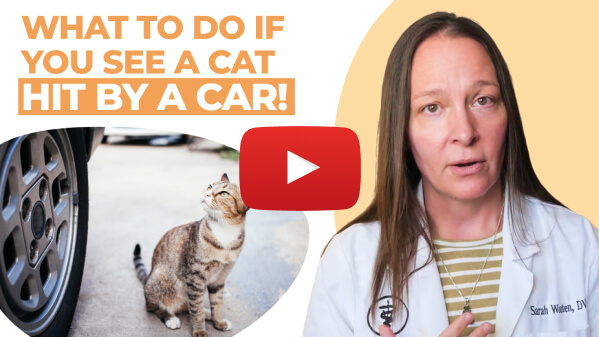 What To Do If You See A Cat Get Hit By A Car