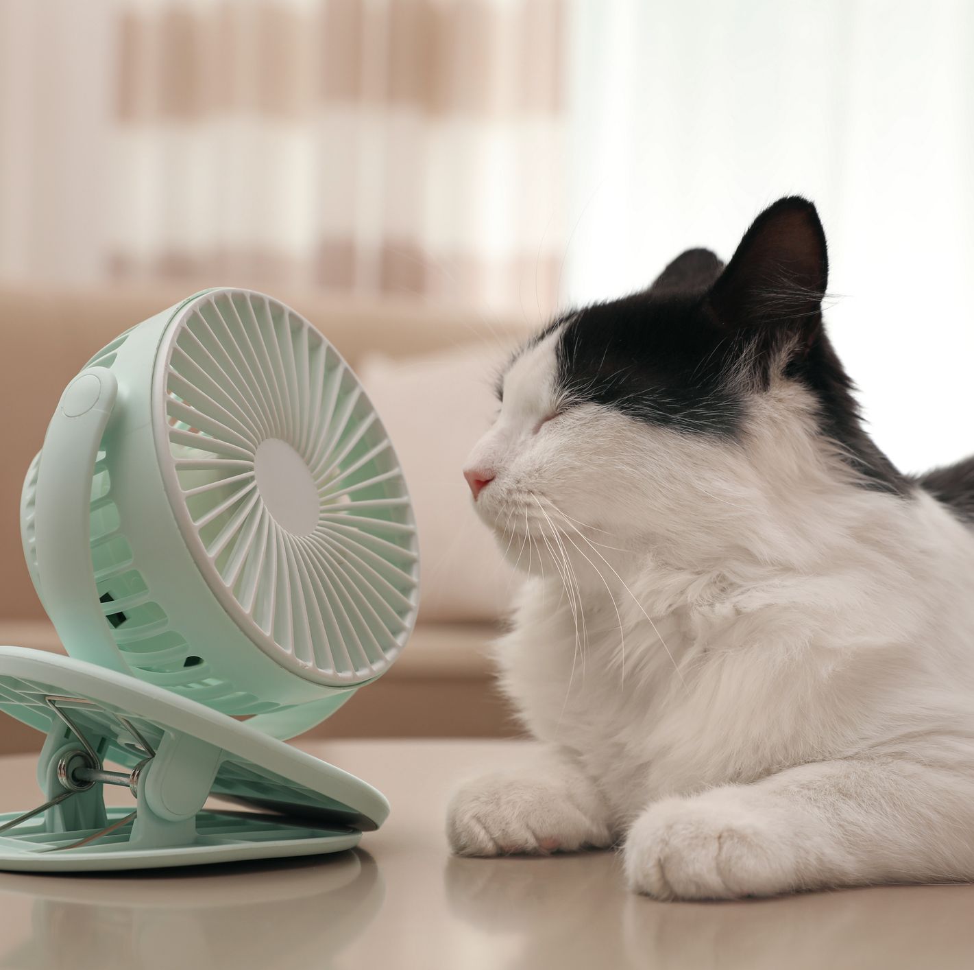 3 Vet-Approved Tips to Keep Cats Cool in the Summer Heat