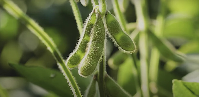 soybeans