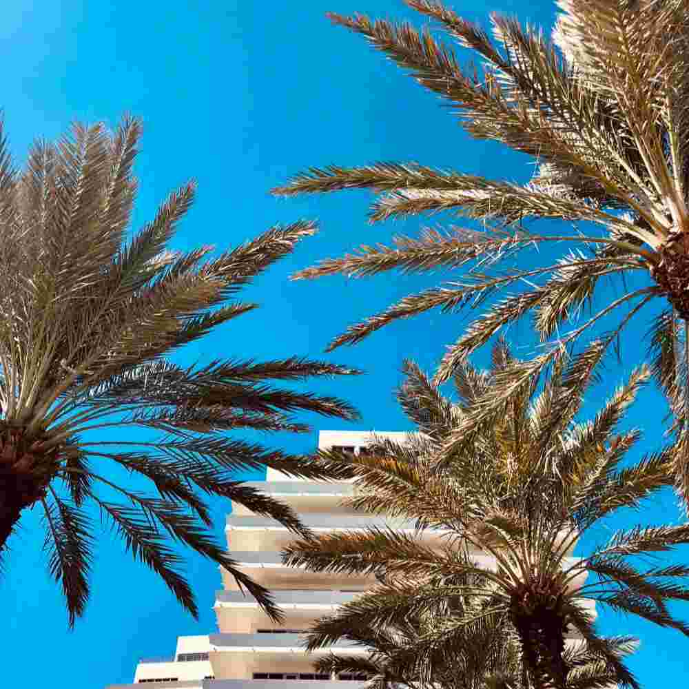 A view looking up at palm trees and Nobu Hotel Miami Beach exterior