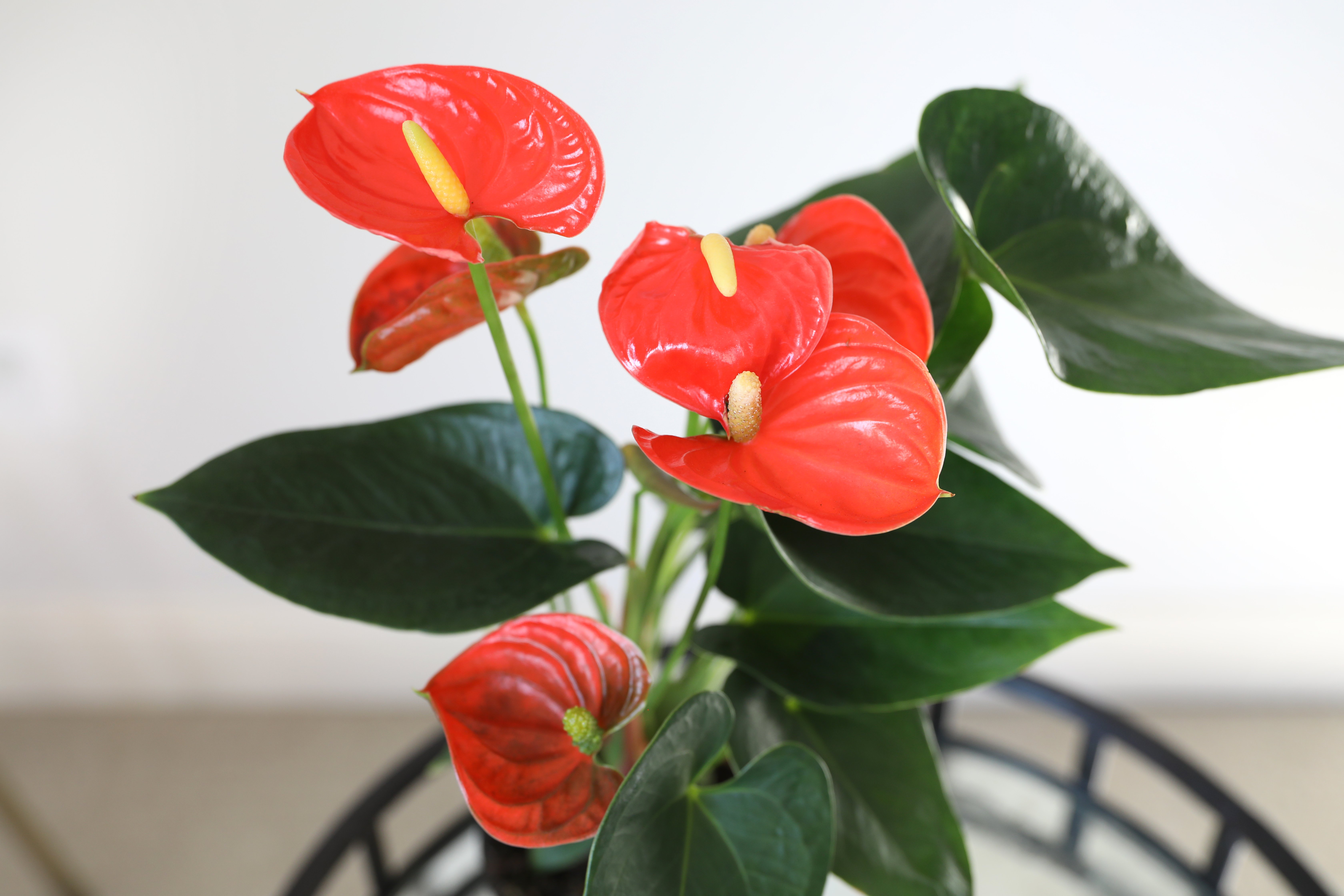 5IN_Sierra_Orange_Anthurium_Macro_1122