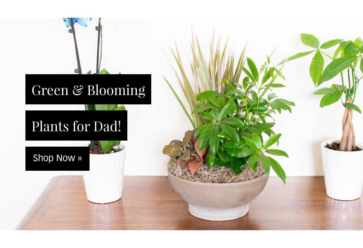 Shop Father's Day Plants »