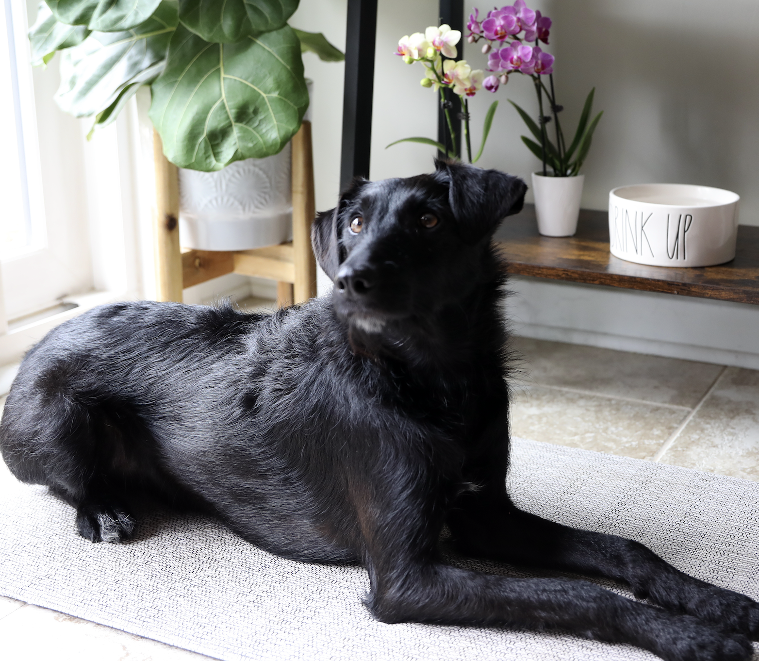 Dog-laying-by-orchid-plant