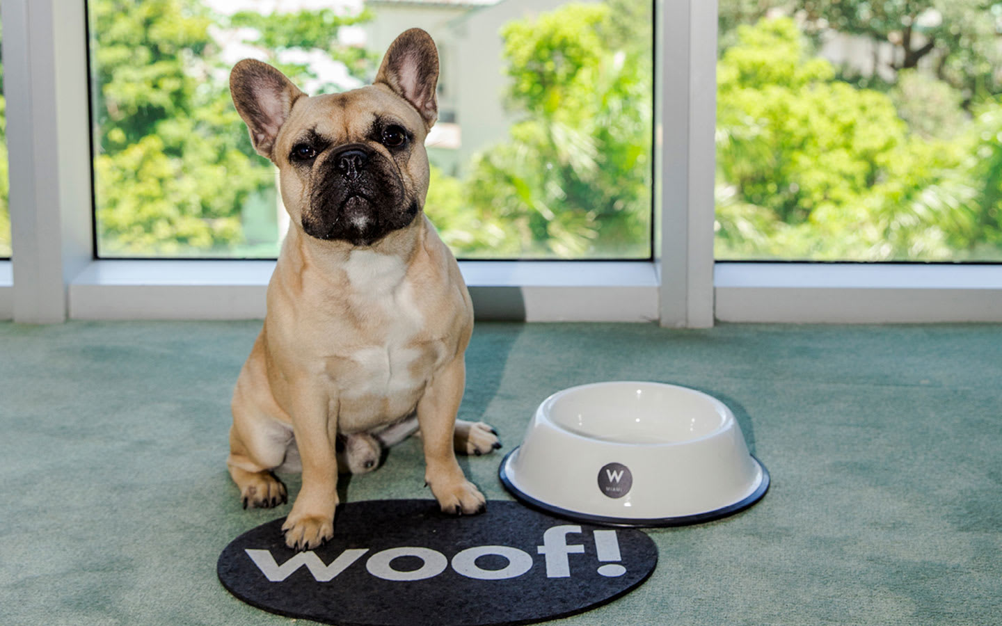 A French bulldog sits at his water bowl in a hotel room