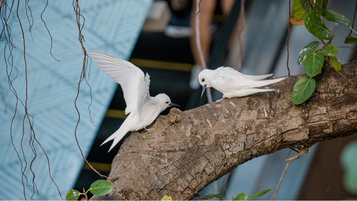 Tern Signal