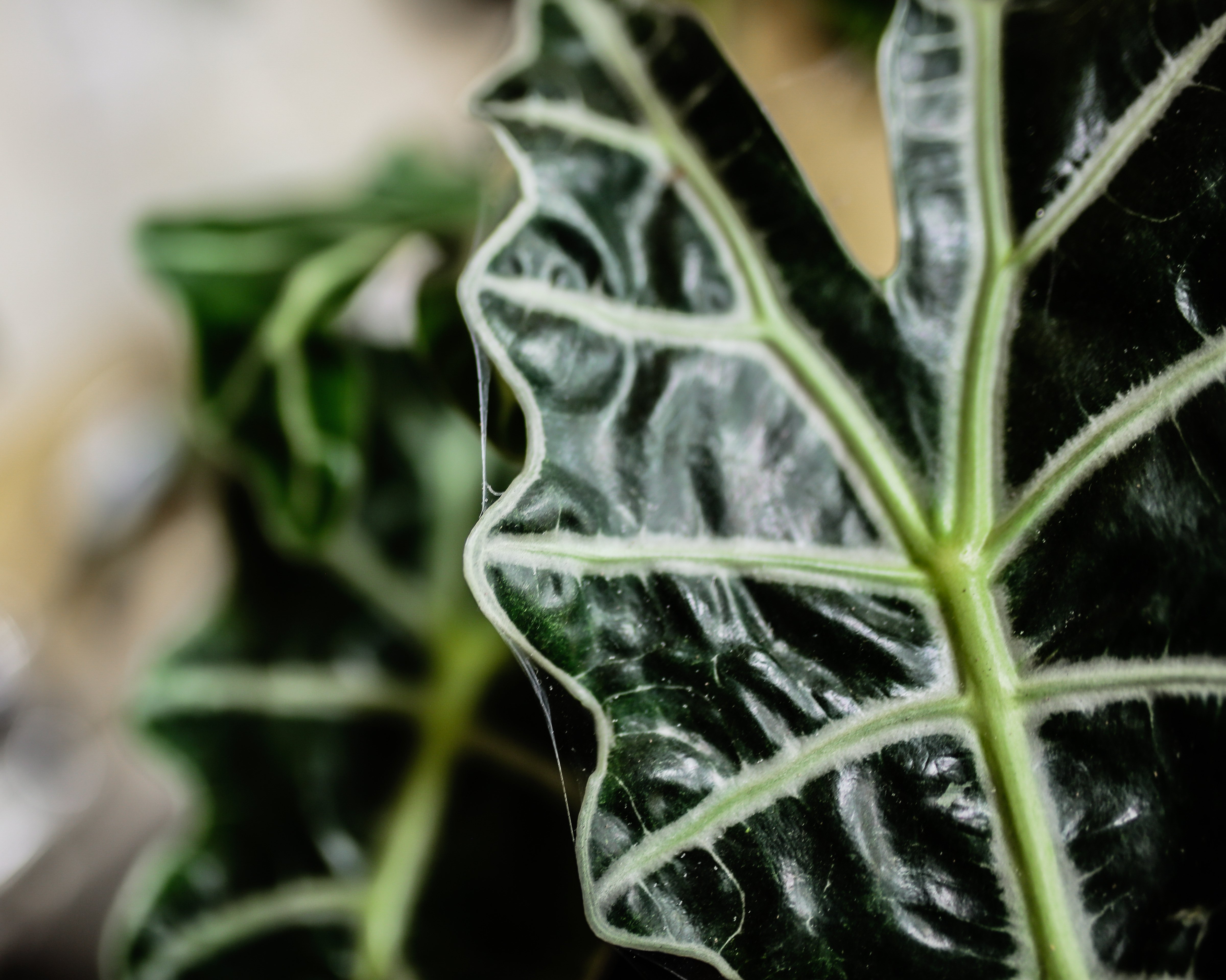 Alocasia_Spider_Mites_Plant_Care_