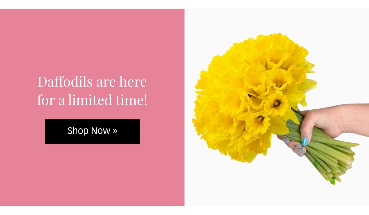 Send Daffodils for a Limited Time »