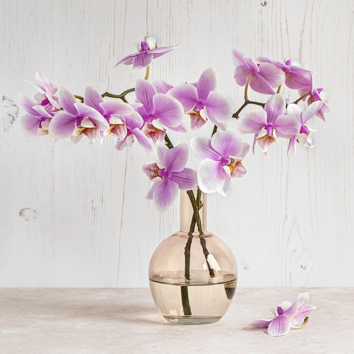 Wow Visitors with These Stunning Orchids in Your Home or Garden