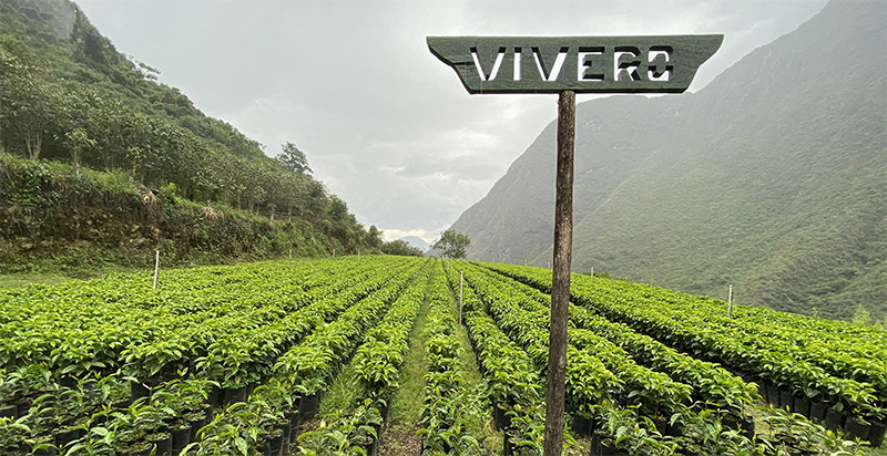 Rows of coffee plants near the top of a mountain with a sign reading VIVERO, translating to "Nursery" in English