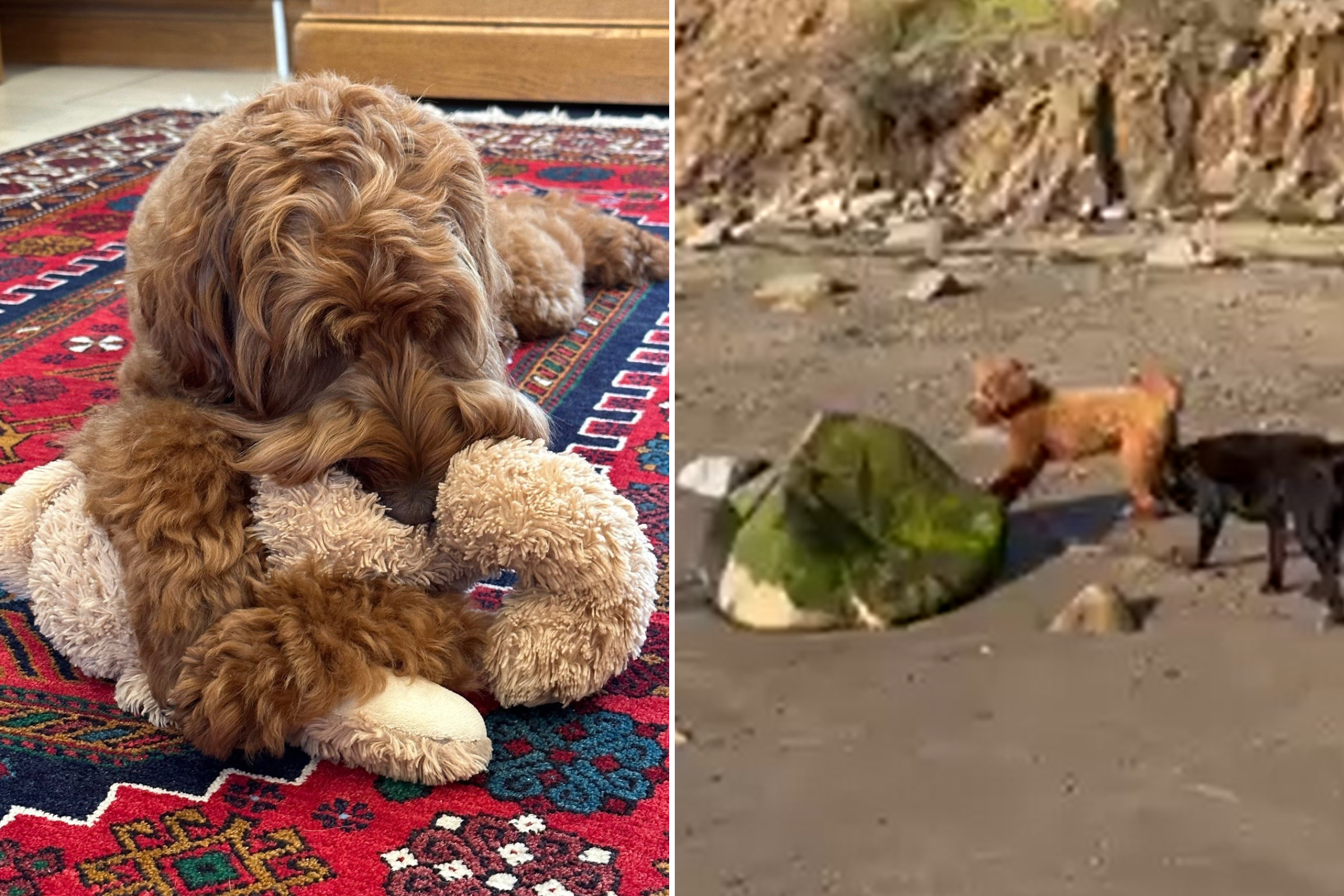 Photo: Labradoodle Who Loves Ambushing His Owners Wins Pet of the Week