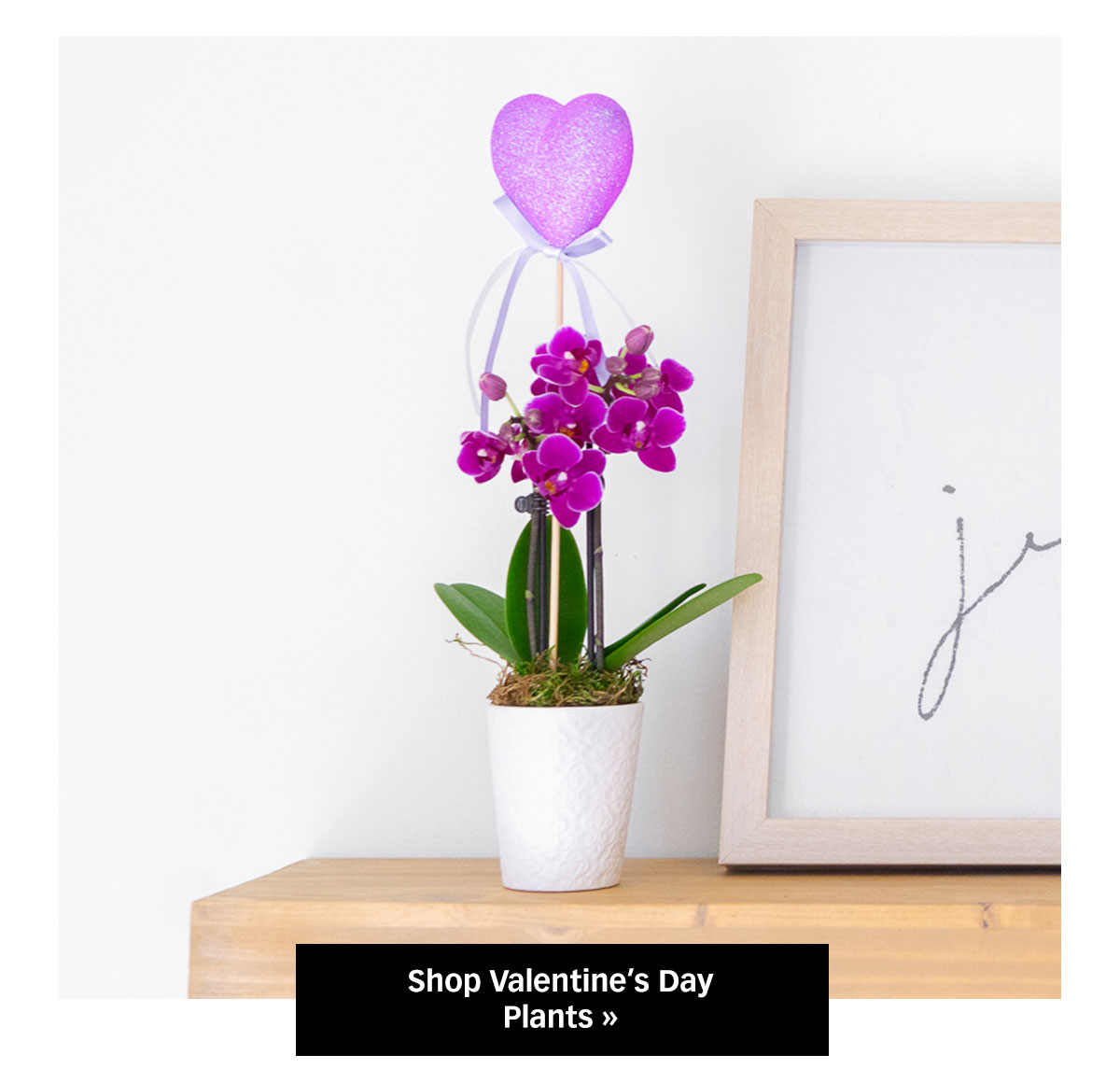 Shop Valentine’s Day Plants »