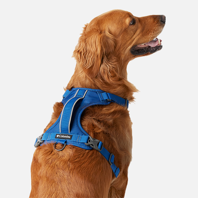 Blue dog harness