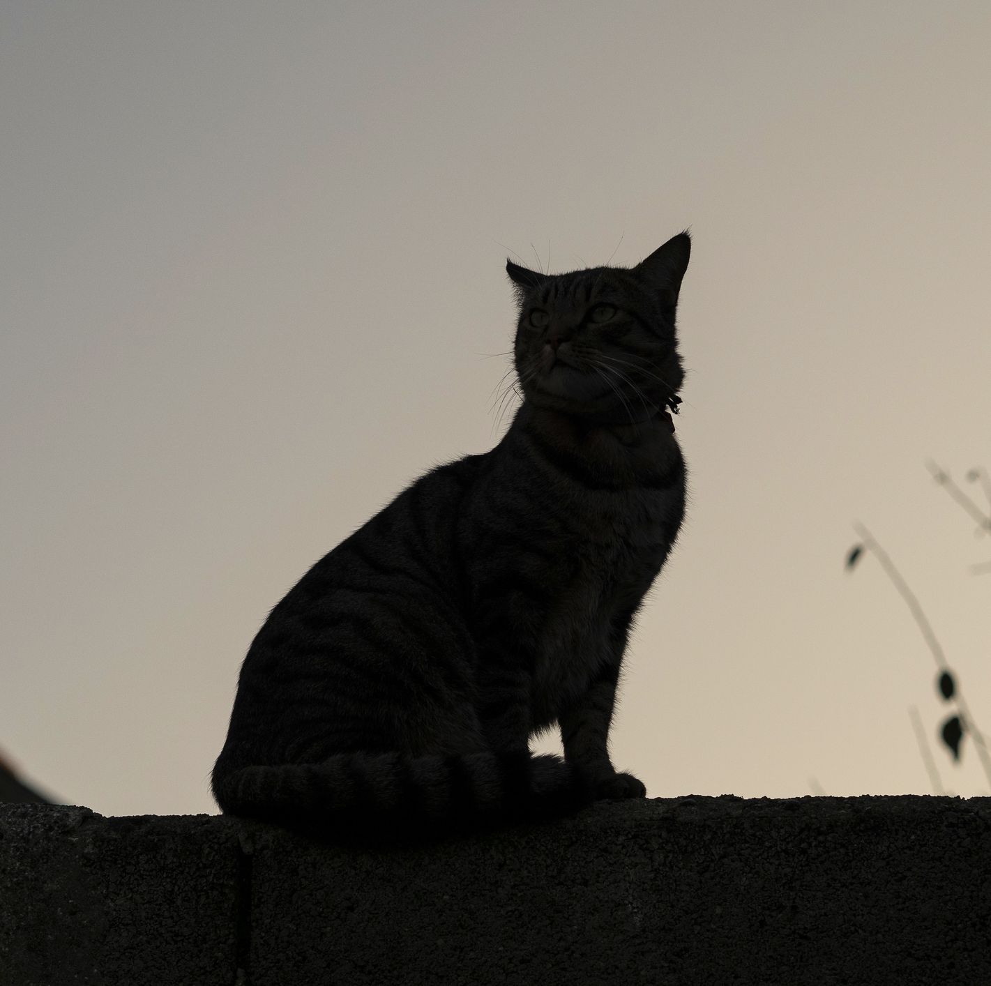 A New Cat Color Is Defying Genetic Expectations