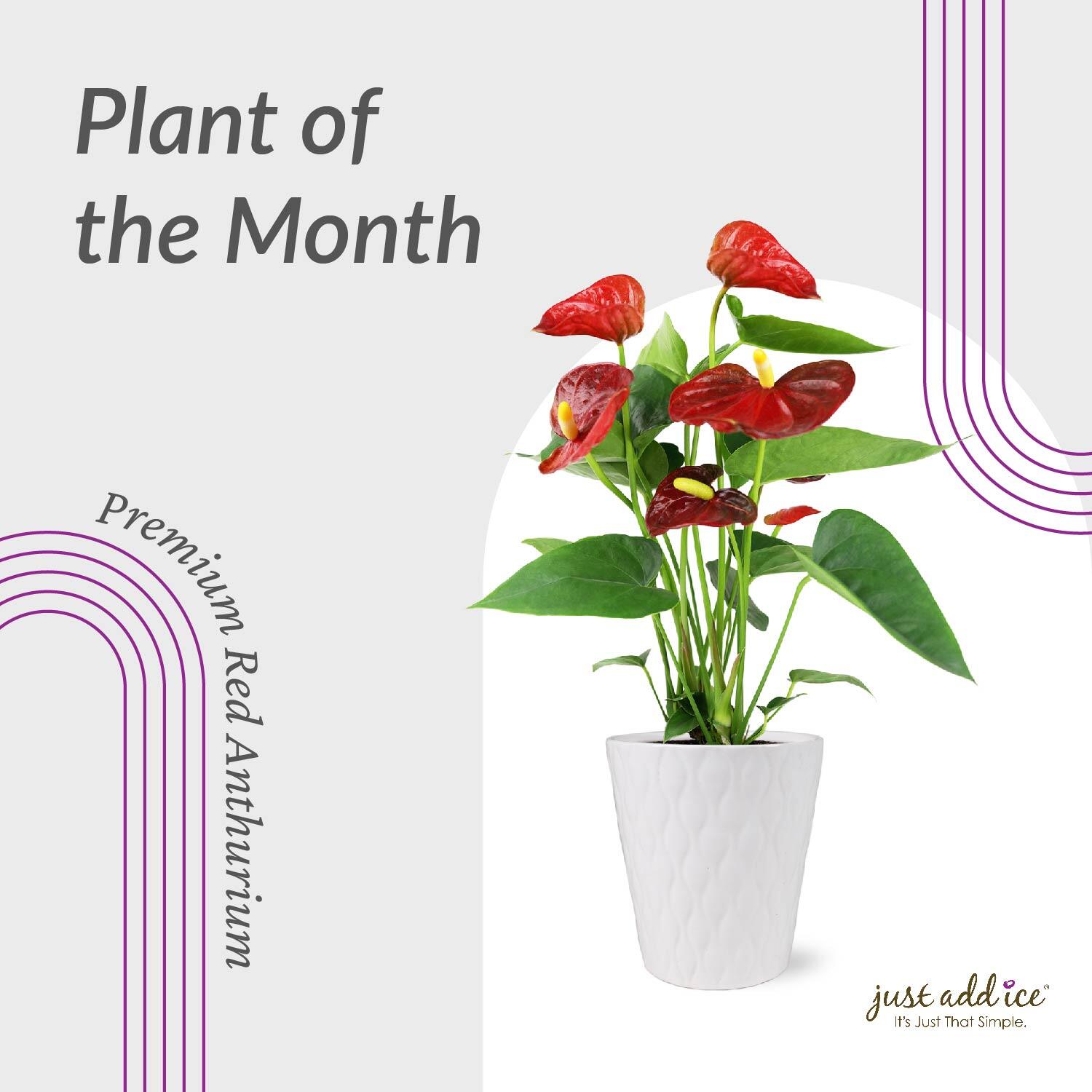 JAI_PlantoftheMonth_Social_Graphic_2023 (1)-07