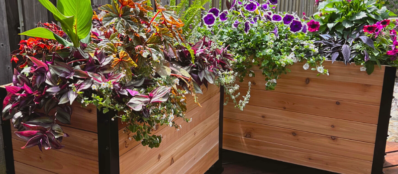 Person watering a bed of flowers in a Cedar Planters Raised Garden Bed