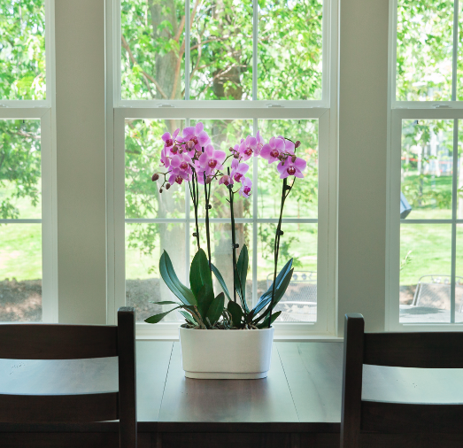 Orchid on dining table