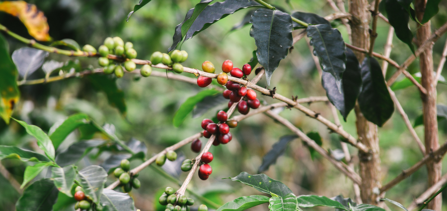 A coffee plant with branches full of coffee cherries at various stages of ripening, spanning greens to yellows to reds.