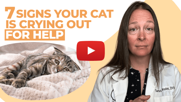 7 Signs your cat is crying out for help