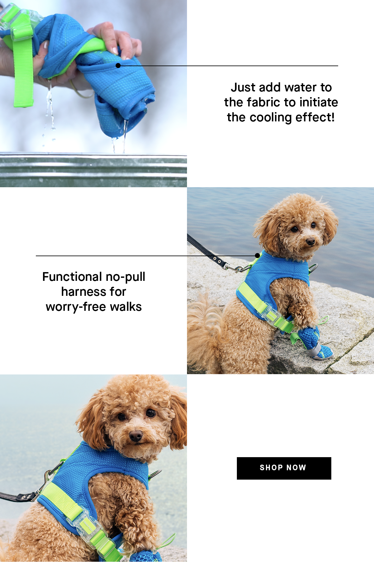 Hand demonstrating how to wring out the cooling harness fabric and a miniature poodle wearing the blue and green cooling harness 