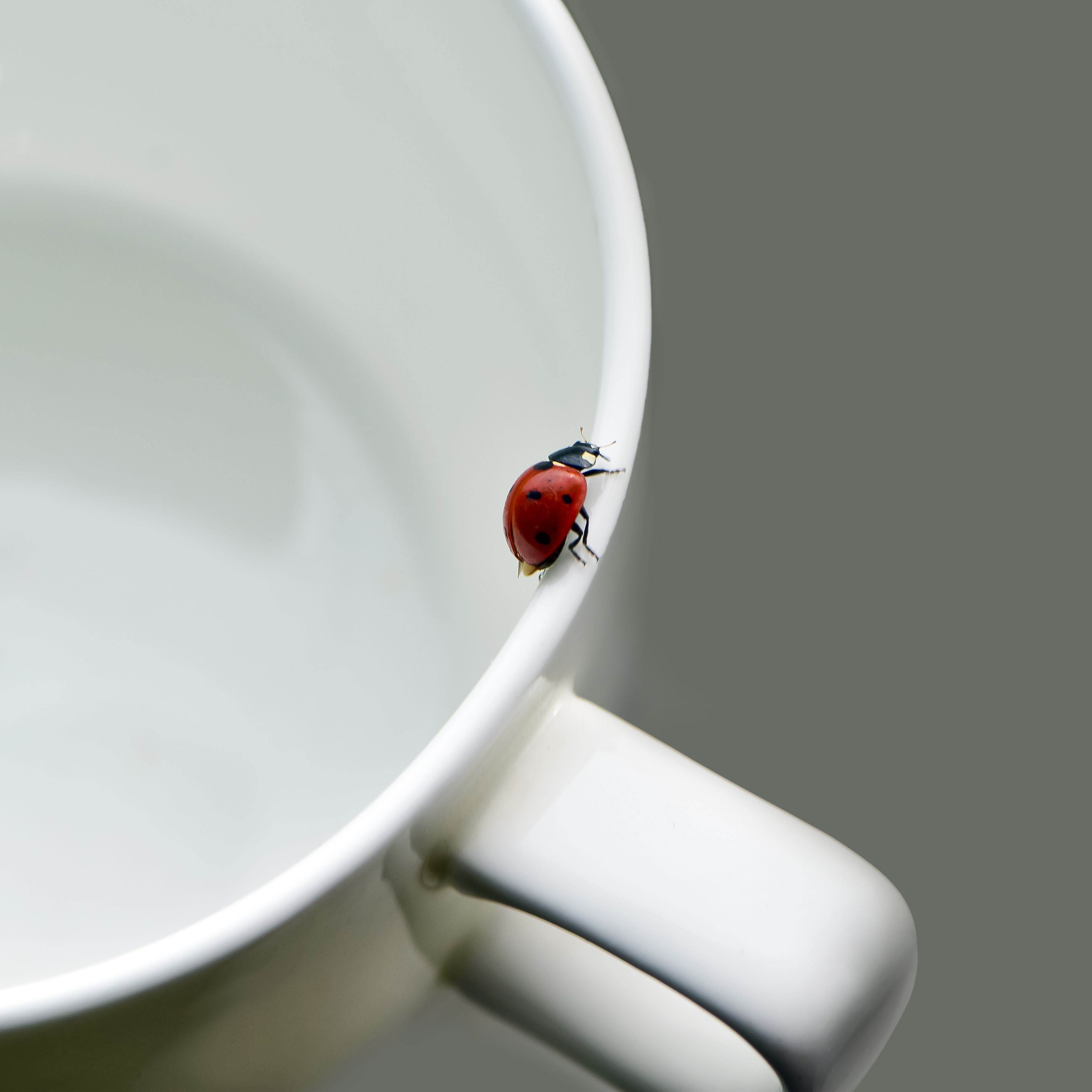 Here’s How To Get Rid of Ladybugs Once and for All