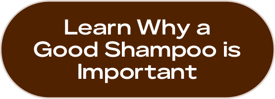 Learn Why a Good Shampoo is Important