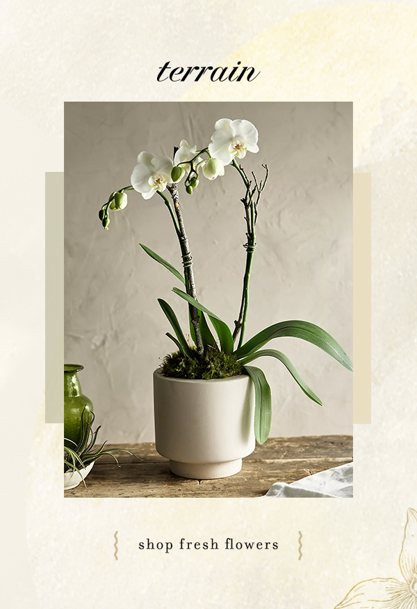 Orchids. Shop fresh flowers.