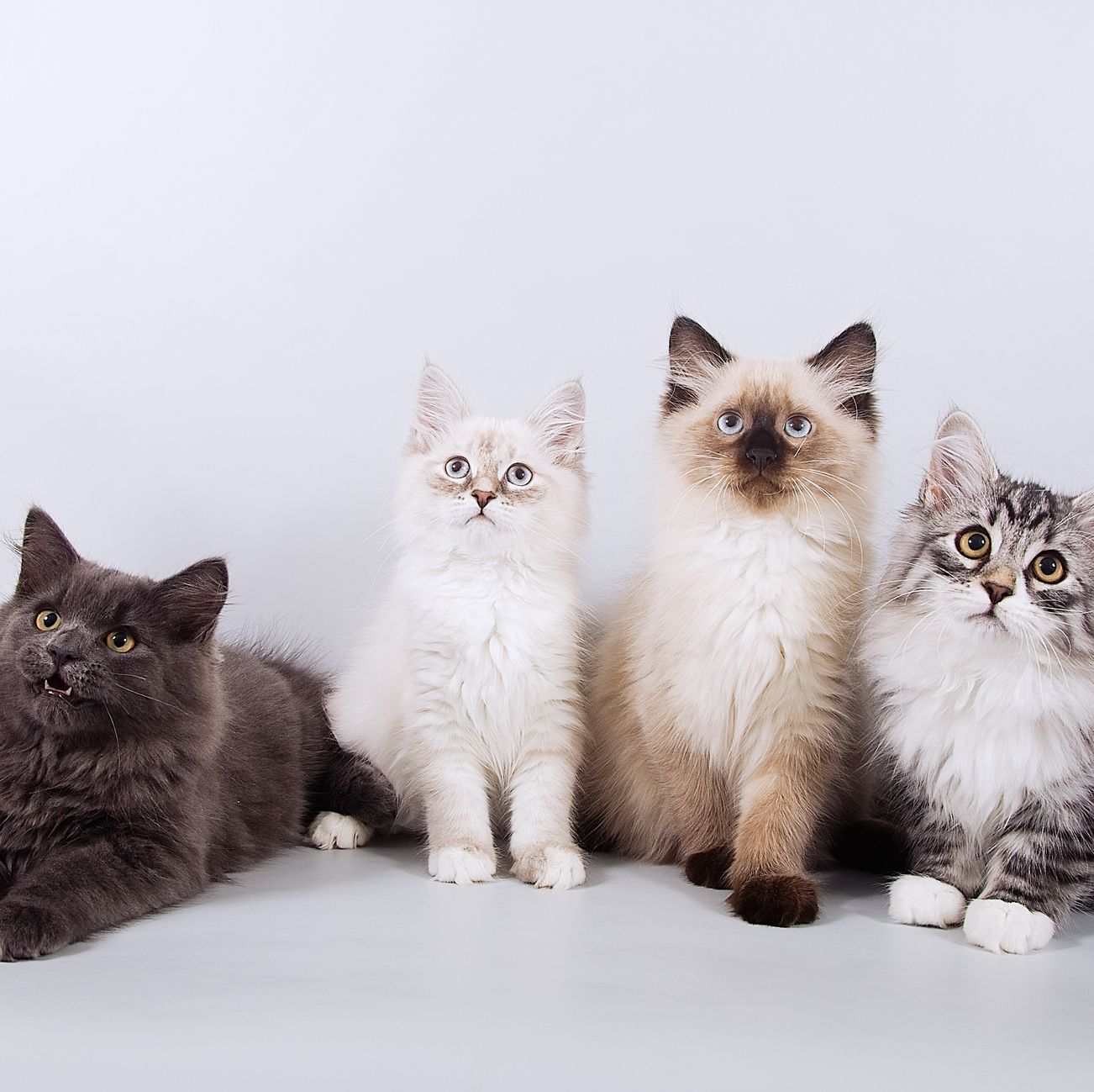 Looking for a New Feline Friend? Check Out These Cutest Cat Breeds