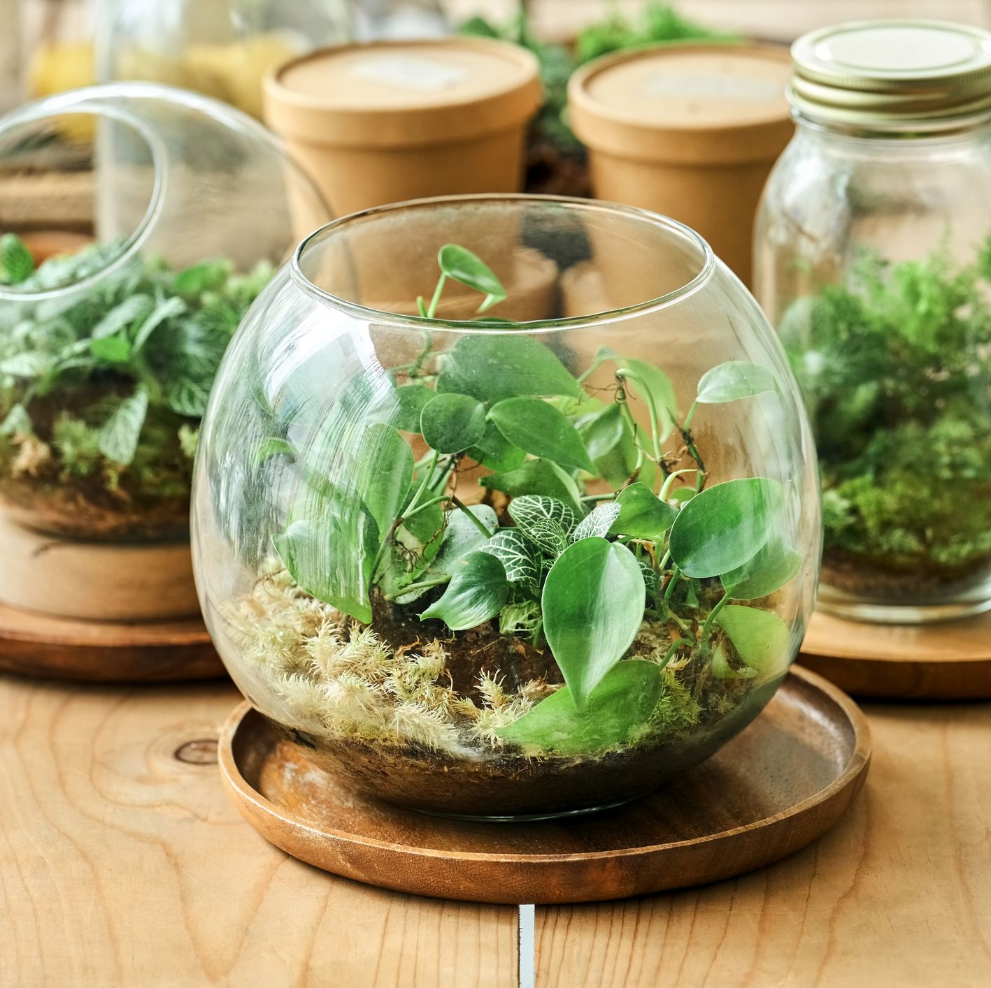 Create a Mini Ecosystem with These Terrarium Plants