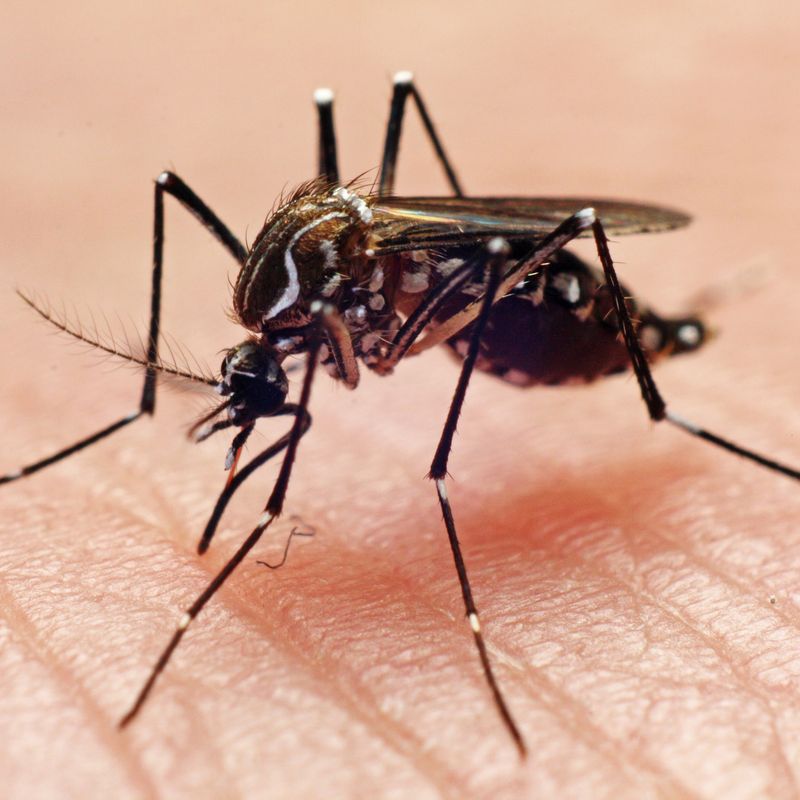 What You Need to Know About the Rise in Dengue