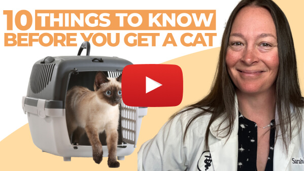 10 things to know before you get a cat