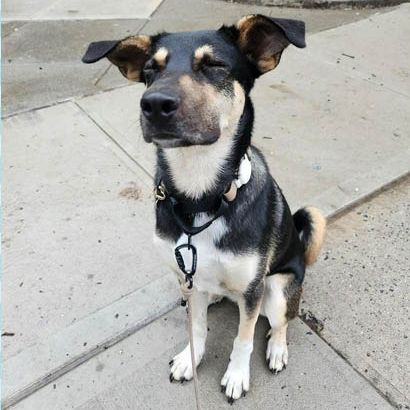 Your Morning Walks Just Got So Much More Pleasant Thanks to This Dog Collar