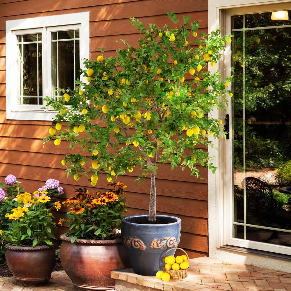 20 Garden and Lawn Deals Happening Now That You'll Totally Dig