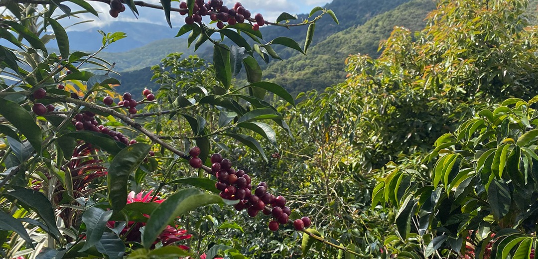 Coffee Cherries