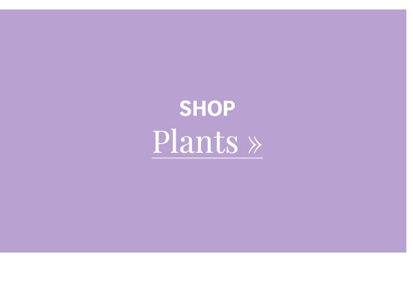 Shop Plants »