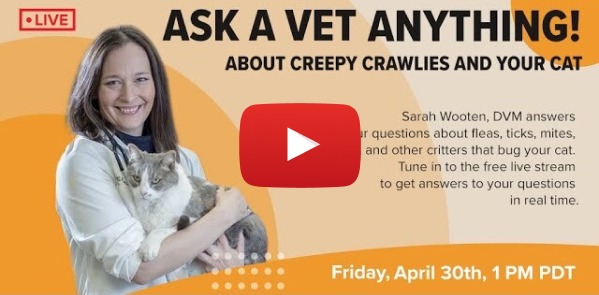 Ask a Vet Anything (About Creepy Crawlies and Your Cat).