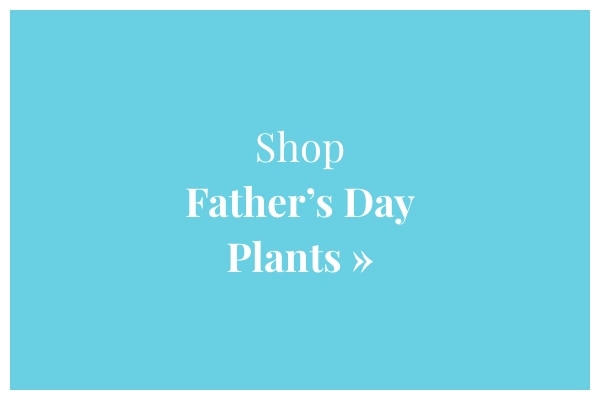 Shop Plants »