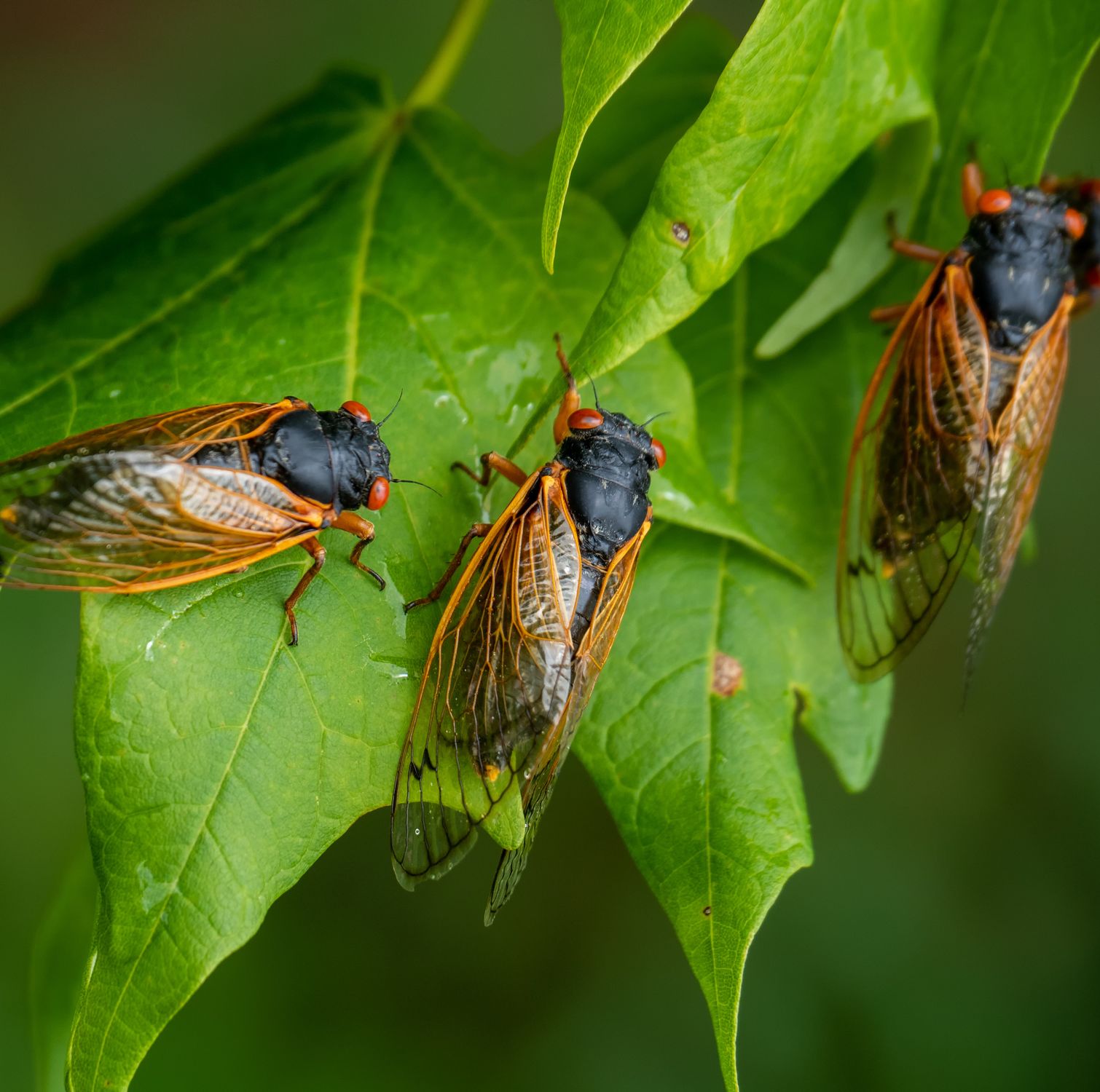 Are Cicadas Dangerous? Do They Bite? Here’s the Scoop, According to Experts