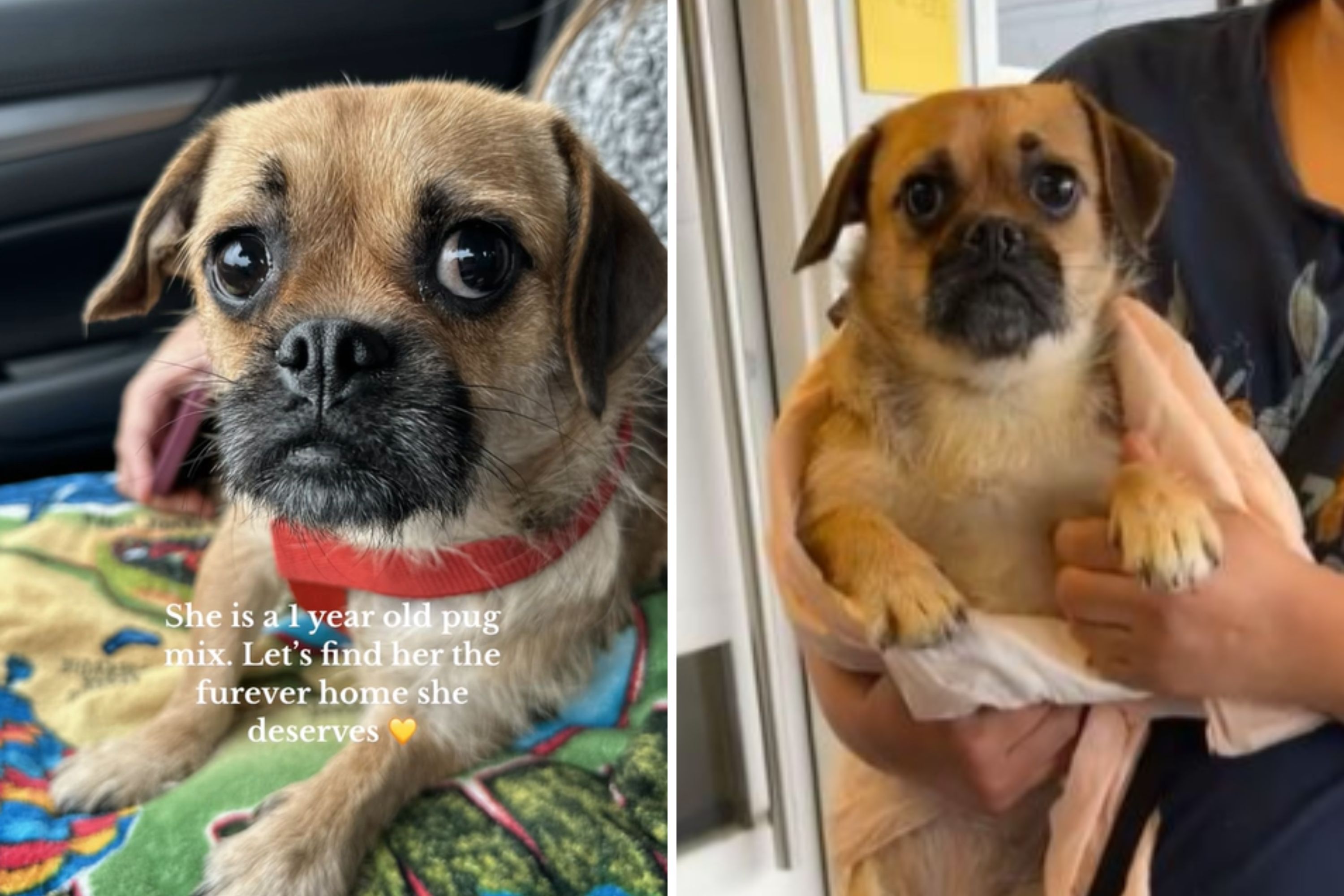 Photo: Heartbreaking Moment Dog Realizes Family Is Surrendering Her at Shelter