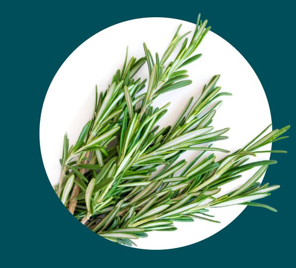 Rosemary Extract