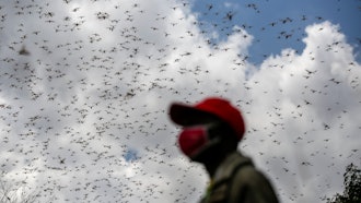 A farmer watches swarms of desert locusts that invaded his farm in Elburgon, Kenya, March 17, 2021.