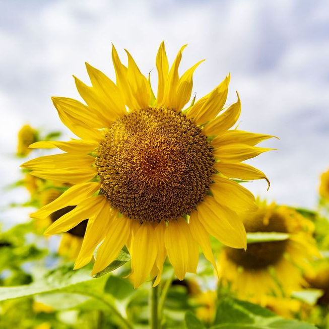 Mark Us Down for Sunflower Guerilla Gardening Day on May 1